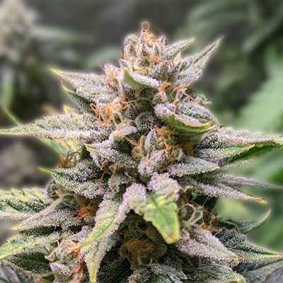 The Benefits of Growing Blue Dream Autoflower The Benefits of Growing Blue Dream Autoflower
