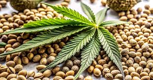 The Benefits of Growing Blue Dream Autoflower The Benefits of Growing Blue Dream Autoflower