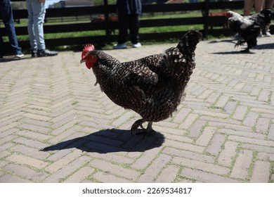 Een Avontuur op de Chicken Road in Nederland: De Nieuwe Online Gokspel Sensatie in Netherlands